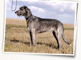 Irish Wolfhound