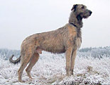 Irish Wolfhound