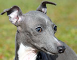 Italian Greyhound