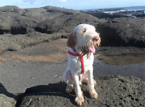 Italian Spinone