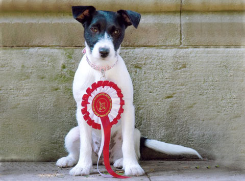 Jack Russell Terrier