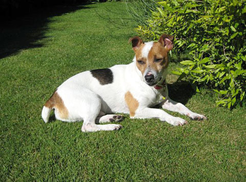 Jack Russell Terrier