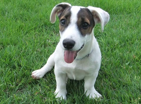 Jack Russell Terrier