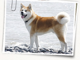 Japanese Akita Inu