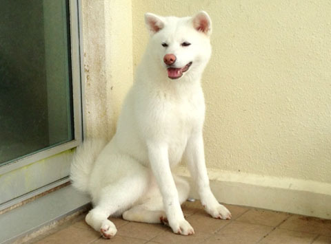 Japanese Akita Inu