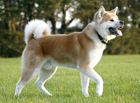 the japanese akita