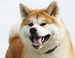 Japanese Akita Inu