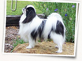 Japanese Chin