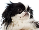 Japanese Chin