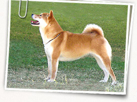 Japanese Shiba Inu