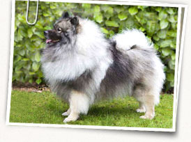 Keeshond