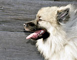 Keeshond