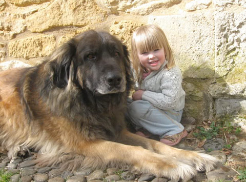 Leonberger