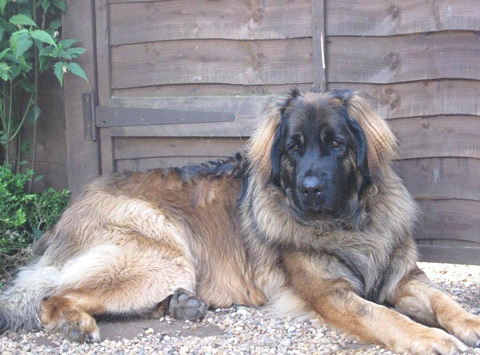 Leonberger