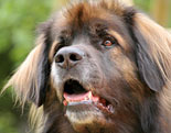 Leonberger