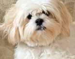 Lhasa Apso