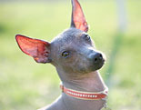 Mexican Hairless