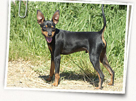 Miniature Pinscher