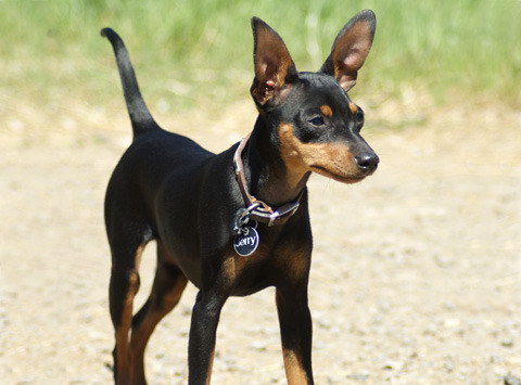 Miniature Pinscher