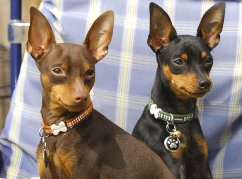 Miniature Pinscher