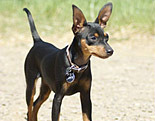 Miniature Pinscher