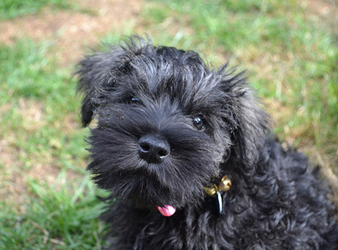 Miniature Schnauzer