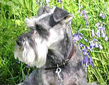 Miniature Schnauzer