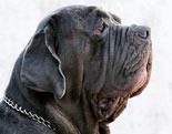 Neapolitan Mastiff