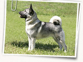 Norwegian Elkhound