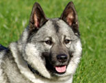 Norwegian Elkhound