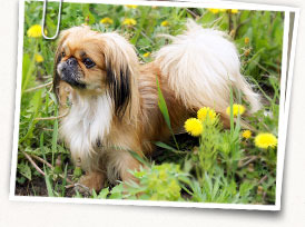 Pekingese