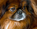 Pekingese