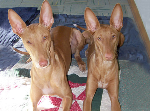 Pharaoh Hound