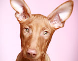 Pharaoh Hound