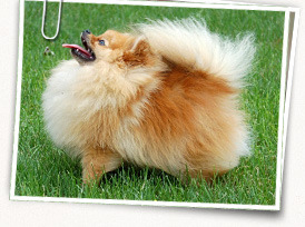 Pomeranian