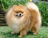 Pomeranian