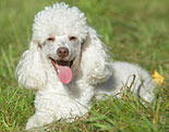 Poodle (Miniature)