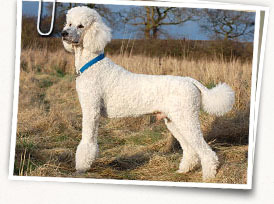 Poodle (Standard)