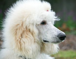 Poodle (Standard)