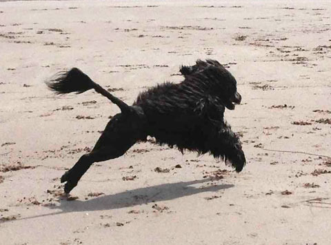 Portuguese Water Dog