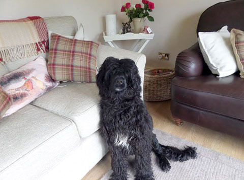 Portuguese Water Dog