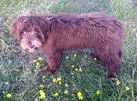 Portuguese Water Dog