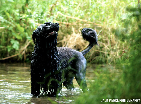 Portuguese Water Dog