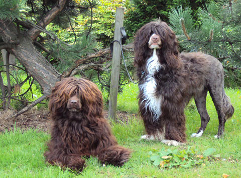 Portuguese Water Dog