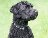 Portuguese Water Dog