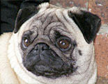 Pug