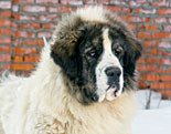 Pyrenean Mastiff