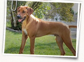 Rhodesian Ridgeback