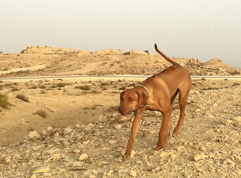 Rhodesian Ridgeback