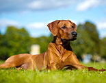 Rhodesian Ridgeback